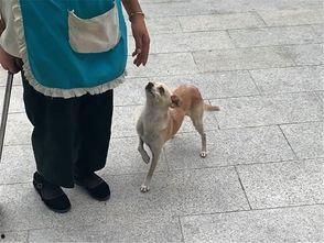 娱乐吃瓜酱阿姨卖小狗,娱乐吃瓜酱背后的温馨故事